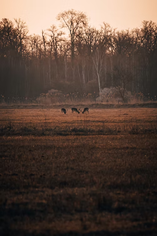 Is a Thermal Scope Really Worth It for Night Hunting?